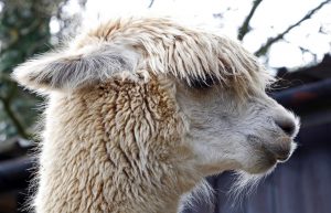 singleton-alpacas-03