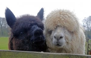 singleton-alpacas-05
