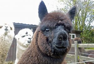 singleton-alpacas-06