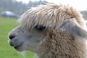singleton-alpacas-07