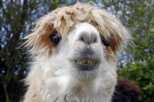 singleton-alpacas-09
