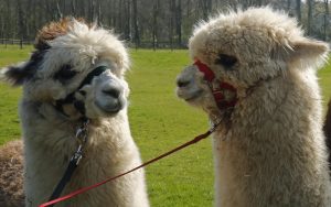 singleton-alpacas-13