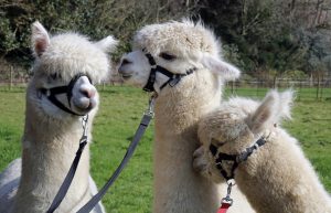 singleton-alpacas-14