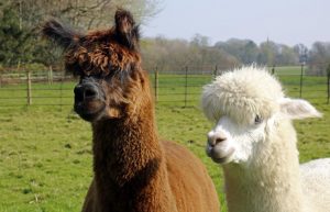 singleton-alpacas-16