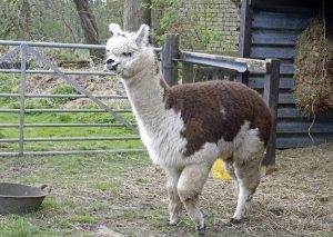 singleton-alpacas-18