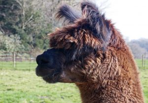 singleton-alpacas-19