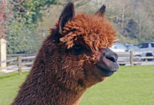 singleton-alpacas-21
