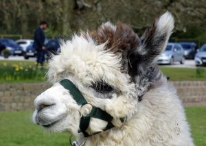singleton-alpacas-22