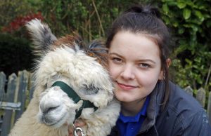 singleton-alpacas-23