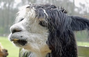 singleton-alpacas-24