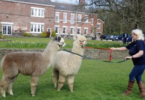 singleton-alpacas-25