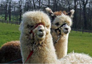 singleton-alpacas-26