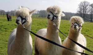 singleton-alpacas-27