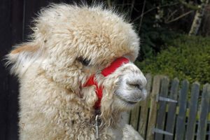 singleton-alpacas-29
