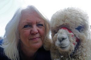 singleton-alpacas-30