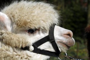 singleton-alpacas-36