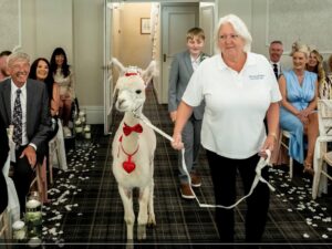 singleton_alpacas_2024_00002