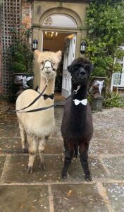 singleton_alpacas_2024_00003
