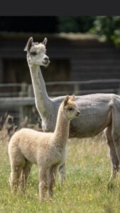singleton_alpacas_2024_00004
