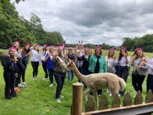 singleton_alpacas_2024_00005